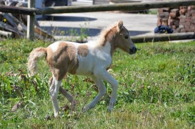 M&acirc;le Shetland pie palomino PP 2025