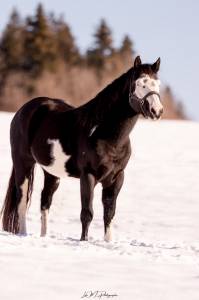 Flash boy wash - Etalon Paint Horse pour saillie 