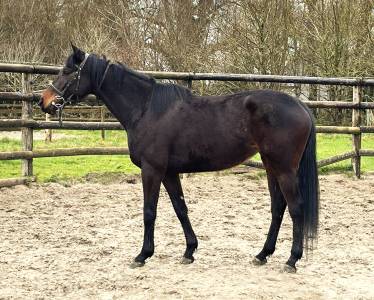 Jument AQPS 8 ans / JOUVENCIA