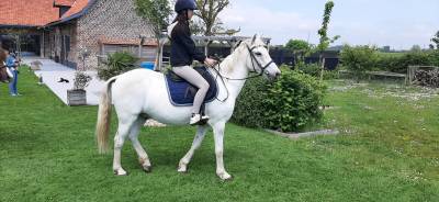 Vends poney de loisirs gris ONC 26 ans