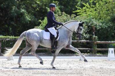 Entier -PRE -15 ans - Dressage- France
