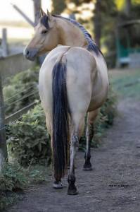 Etalon Quarter Horse Buckskin Dun