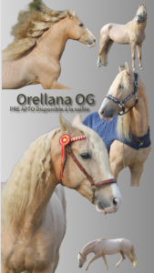 Etalon PRE Apto Palomino à la Saillie
