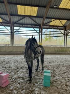 Poney Connemara pleins papiers 1M56