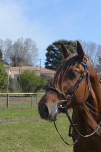 Exceptionnel PRE Alezan Entier 5 ans  1m75 