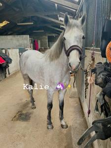 Ponette de sport Connemara Part Bred