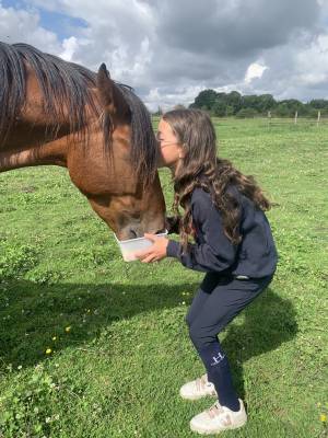 Jument Trotteuse baie