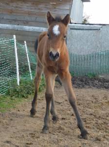 Pouliche Welsh part bred 