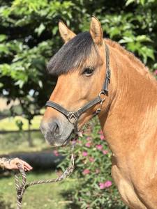 Poney D &agrave; vendre 