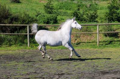 cheval Arabe Hongre de 12 ans