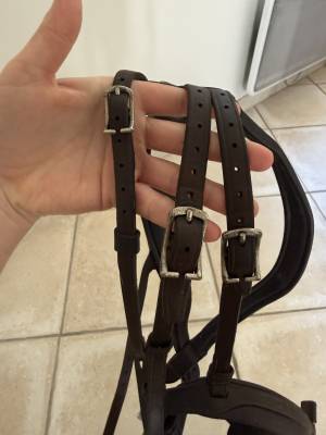 Filet Antares anatomique 