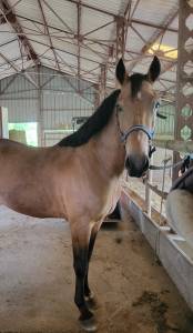 Poney Connemara 6 ans hors taille 