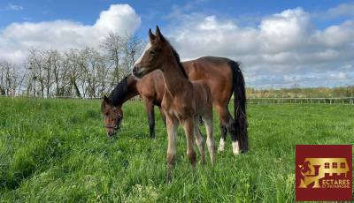 Propri&eacute;t&eacute; &eacute;questre 3,4 hectares