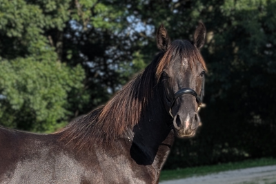 N' Joy, Superbe Quarter Horse M&acirc;le de 2 Ans au Caract&egrave;r