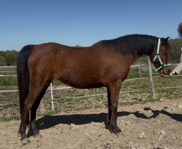 ponette grande c 