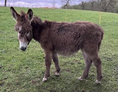 &Acirc;non m&acirc;le &ndash; 6 mois &ndash; tr&egrave;s doux et sociable