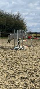 Saillie poney