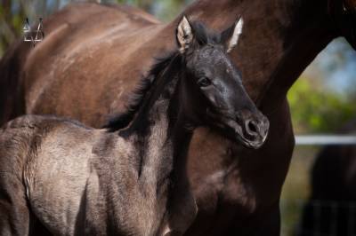 Pouliche PR Espagnole noire &agrave; vendre en Normandie