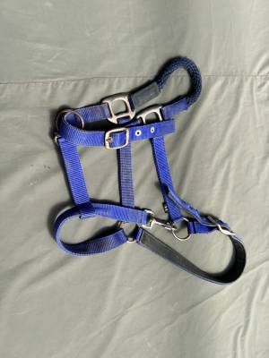 Licol combin&eacute; plat et corde &eacute;thologique &eacute;quitation  Ble