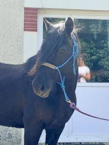 Cheval &agrave; vendre 