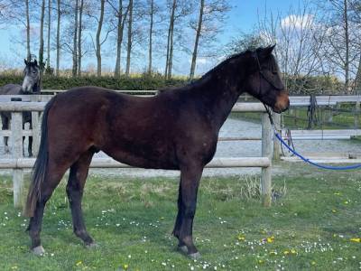 CONNEMARA HONGRE 2ANS