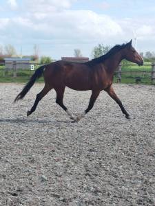 Hongre - Oldenbourg - 3 ans - Dressage- France