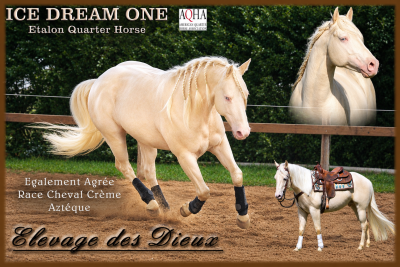 Quarter Horse de robe cr&egrave;me Saillie 2027