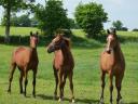 Pension chevaux pré, pré/box en Mayenne (53)