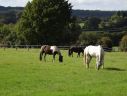 écurie de propriétaires- pension chevaux- cours