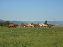 PREND en Pension chevaux RUSTIQUE