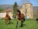 PENSION ferme equestre Latsaga zalditokia