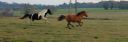 Pension chevaux paddock paradise