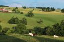 Centre de retraite pour chevaux et poneys.