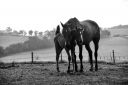Photographe Equestre Professionnel