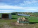 Pension  poney  chevaux   anes  ,  au pré  avec  abris 