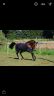 Pension / Retraite /Cheval 