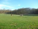pension pour cheval à la retraite