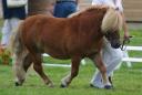 Saillie poney shetland agrée