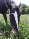 Pension chevaux Pré/box en pleine campagne, au calme 