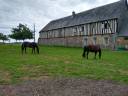 Maison de retraite chevaux/poneys- Earl de Roncherolles