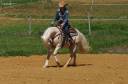 ICE DREAM ONE Etalon QUARTER HORSE de robe Crème 