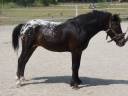 PONEY AMERICAN BASCHKIR CURLY - BLACK