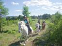 CADENET PENSION CHEVAUX DOMAINE 30 HECTARES