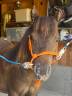 Poney mininature NMPRS entre Falabella et Shetland