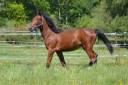 Pension pour chevaux - Ecurie A.LE PICARD (22)