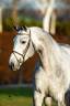 Mumbai - 2012 - 1M69 - BWP Cheval de Sang Belge