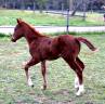 CB SHINY GUN Poulain male Quarter Horse Reining 2021