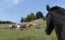 Pension équidés - Le Ranch des Centaurées (47)