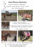 Equitation à domicile & Médiation assistée par l'animal