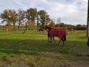 Vacances cheval en Vendée à Dompierre-sur-Yon